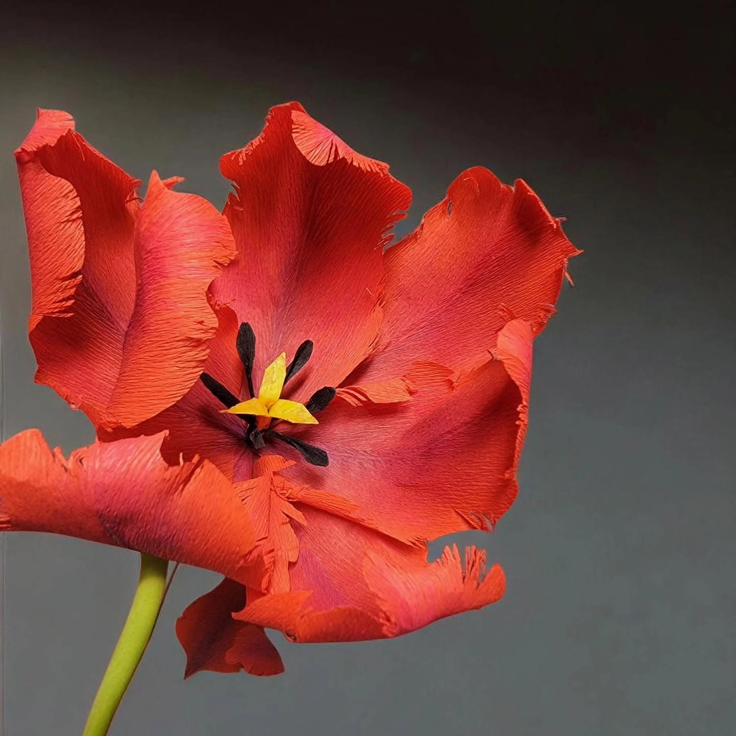 Red crepe-paper tulip in bloom