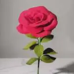Single red rose