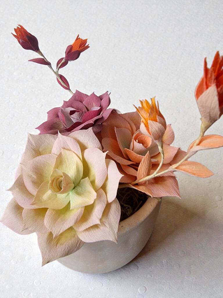 a small pot with Echeveria cacti with buds.